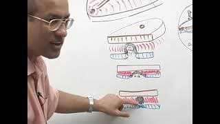 development up to 3rd week trileminar disc part 2 360p