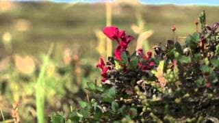 La toundra, 60 secondes