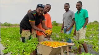 Habanero Farming Explained | How To Start A Successful Habanero Farm -All You Need To Know #habanero
