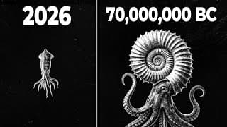 Why Evolution Abandoned Armor