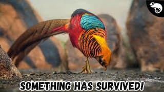 These Survived the Extinction of the Dinosaurs!