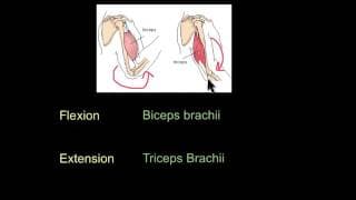 Joint action and muscles