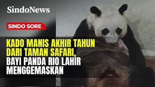 Selamat Datang, Rio! Taman Safari Heboh Sambut Kelahiran Bayi Panda Super Gemas | Sindo Sore | 08/12