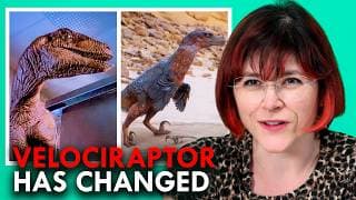 Why Did The Velociraptor Go From Looking Like That To This?