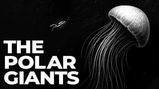 Why Antarctic Oceans Turn Animals Into Giants