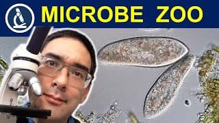 PARAMECIA grown at home - TIPS and TRICKS for your microbe zoo!