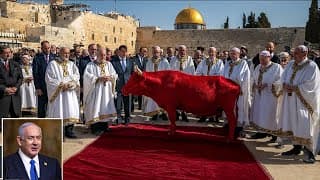 THIRD TEMPLE UPDATE: Perfect Red Heifer Approved? First Stone to Be Laid Soon?