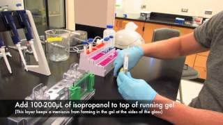 How to make an acrylamide gel for electrophoresis