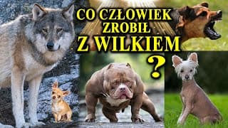 PIES Morderca, Obrońca, Maskotka - Oto Co Człowiek Zrobił z Wilkiem