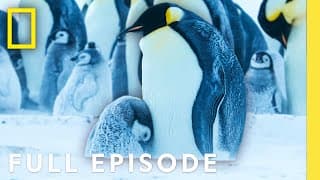 Emperor Penguin Societies (Full Episode) | Secrets of the Penguins | National Geographic