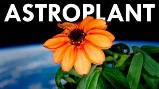 This Is What Space Does to Plants