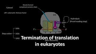 Translation termination in eukaryotes