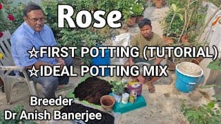 Rose First potting|Practical tutorial by Breeder/ Dr Anish Banerjee|গোলাপ গাছের ফার্স্ট পটিং শিখুন|
