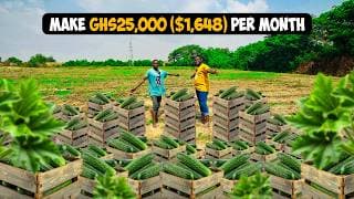 How To Make GHS 25,000($1,648) Monthly from an acre of Cucumber Farming | Beginner's Guide