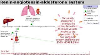 part b Tutorial on blood pressure 2025