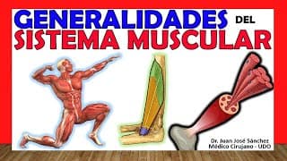 🥇 SISTEMA MUSCULAR. Clasificación, Tipos y Generalidades.