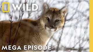 America the Beautiful: Wildlife Heartlands | MEGA EPISODE | National Geographic