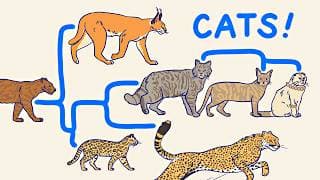 ALL THE CATS, EXPLAINED