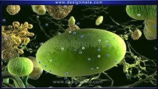 Science   Amazing Process Of Photosynthesis