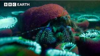 Secret Lives of Asia's Most Elusive Creatures | BBC Earth