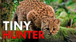 Kodkod: The Shyest Cat in The Americas