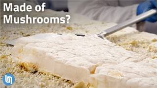 Why Mushrooms are Starting to Replace Everything