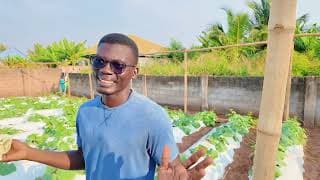 Ghc4k/week growing Cucumbers to pay workers? Cucumber Farming techniques