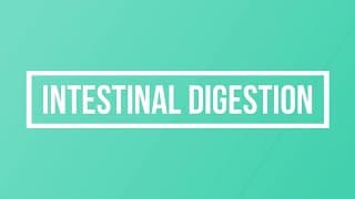 Intestinal Digestion