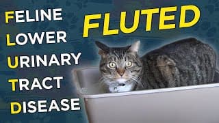 Feline Lower Urinary Tract Disease (FLUTD) - VetVid Episode 008