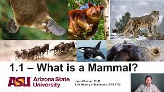 Lecture 1.1_What is a Mammal?