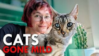 Did Cats Actually Domesticate Us?