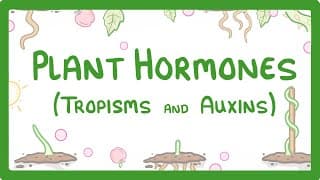 GCSE Biology - Plant Hormones - Tropisms & Auxins
