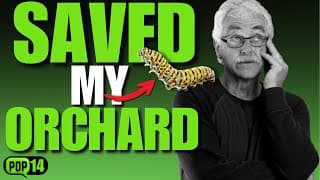 Stop Treating Symptoms: What Pests Really Teach Us!