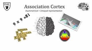 Tricky Topics: Cortical Lateralization
