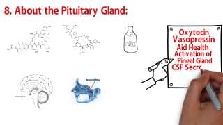 PITUITARY & OXYTOCIN - The AMAZING Sacred Secretion / Christ Oil / Chrism (part 10)