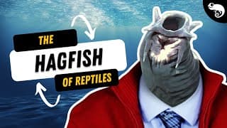 You're Basically The Hagfish of Reptiles...