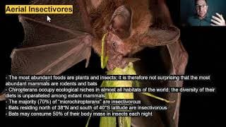 Lecture 3.3_Mammalian Modes of Feeding
