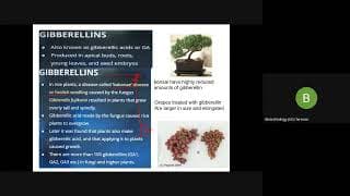 plant growth hormone