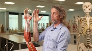 Upper limb nerve injury anatomy