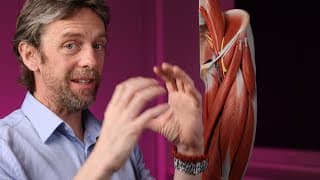 Femoral sheath and canal anatomy