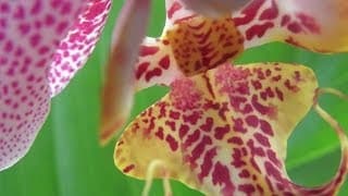 Kaikki voittaa - kukoistava elämä rajallisella maapallolla