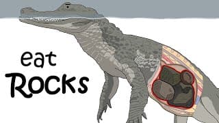 How Crocodiles Use Math & Physics to Hunt