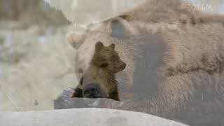 The Seven Sacred Laws - As Shared by Elder Nii Gaani Aki Inini (Dr. Dave Courchene)