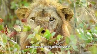 Mitä luonnon monimuotoisuus tarkoittaa?