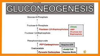 Gluconeogenesis