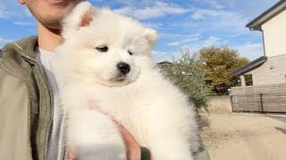 初外デビューで状況が飲み込めず抱っこされたまま固まるサモエドの子犬が尊すぎました…