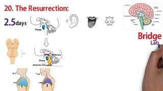 THE RESURRECTION 2_5 days in the "tomb" Sacred Secretion (part 22)