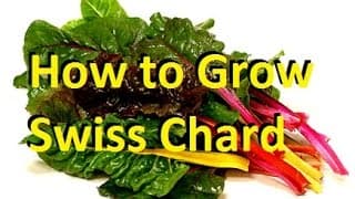 How to Grow Swiss Chard - Complete Growing Guide
