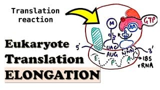 Eukaryotic Translation ELONGATION - How do eEF1A and eEF2 work? Role of diphthamide in translation?
