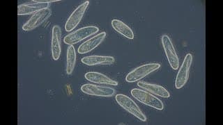 Paramecium caudatum